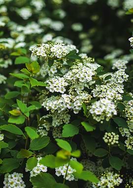 White Blossom Flowers