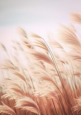 Ornamental Grass