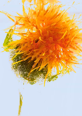 Safflower in ice 1