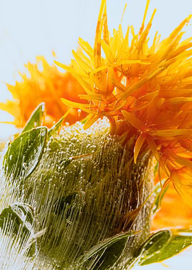 Safflower in ice 3