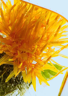 Safflower in ice 2