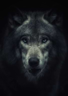The Wolf Ghost