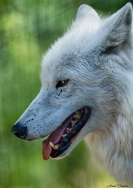 Le loup blanc