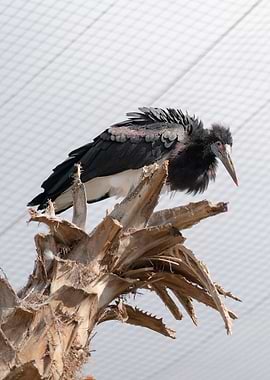 bird photography in nature