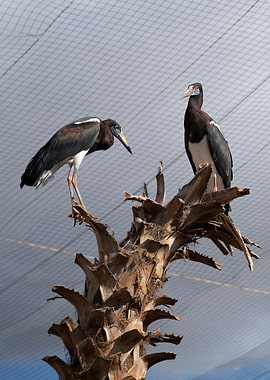 photography of a bird