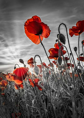 Fascinating poppies