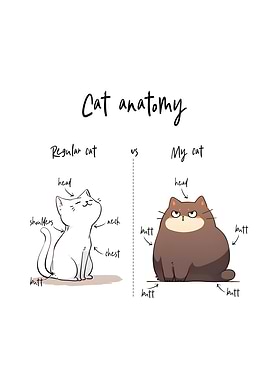 Cat anatomy Funny Cat meme