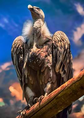 Vulture on Wooden Fence