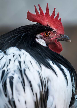 photography of a rooster