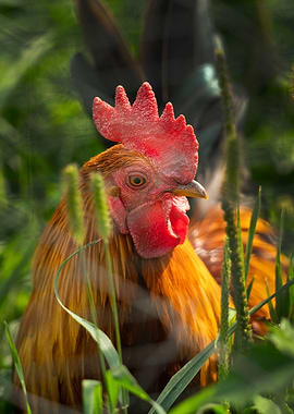 photography of rooster