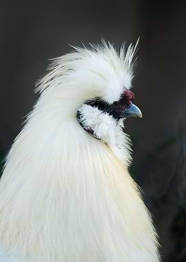 photography white chicken