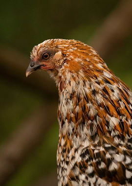 photography wild chicken