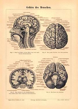 Medicine Human brain