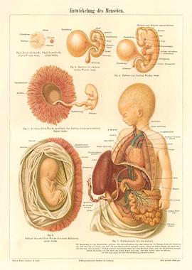 Medicine Human development
