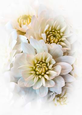 Beauty of the Whites