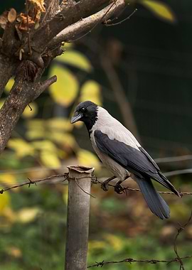 photography of a crow