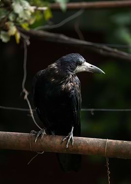 photography of a bird