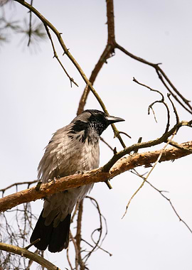 photography of a crow