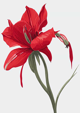 Amaryllis Flower