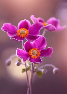 Pink Anemone