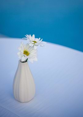 vase daisies