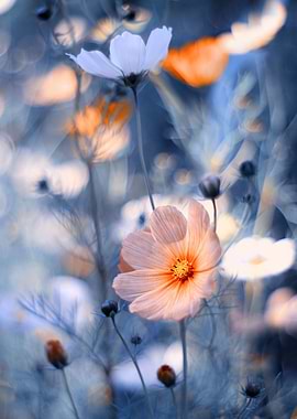 Summer flowers in meadows