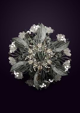 Gladiolus Inclinatus