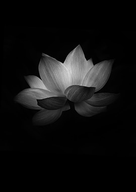 Lotus BW