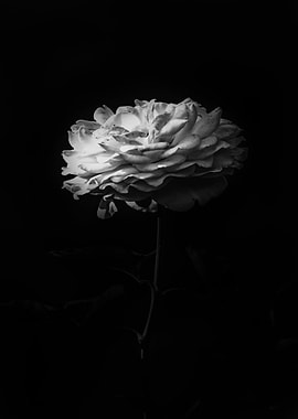 Rose Black And White