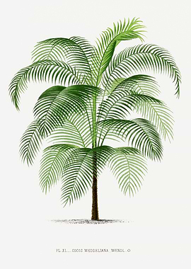 Vintage Palm Tree