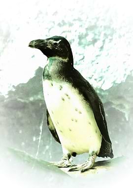 Penguin