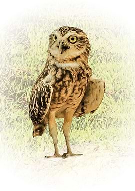 Burrowing owl