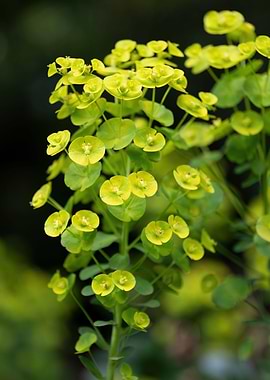 Wood Spurge