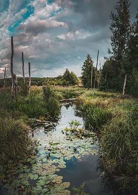 Moody Marsh Landscape