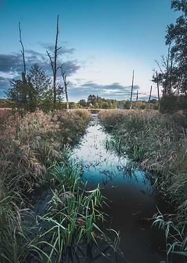Moody Marsh Landscape