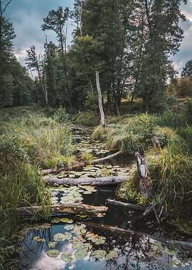 Moody Marsh Landscape