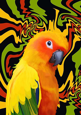 Colorful Sun Conure Parrot