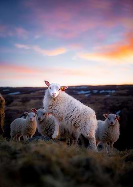Sheep sunset in Iceland
