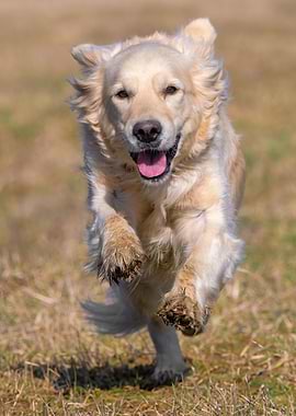 running golden retriever