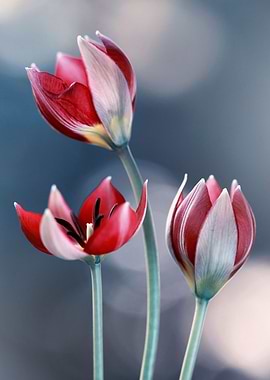 Red Tulips