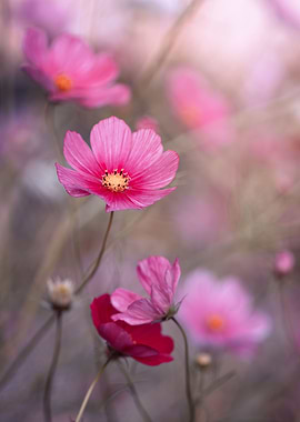 Pink flowers, macro,meadow
