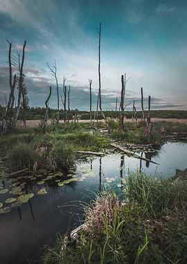 Moody Marsh Landscape