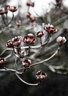 Burgundy Red Blossoms