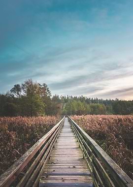 Wooden Pathway Sunrise