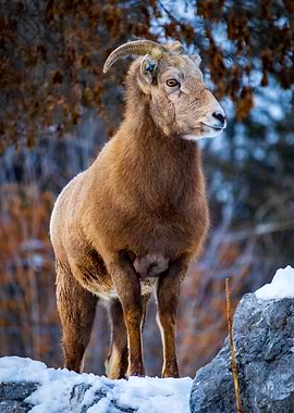 Big Horn Sheep