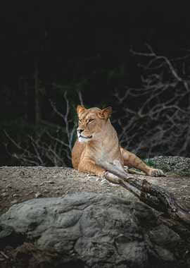 Brown Lion Lying