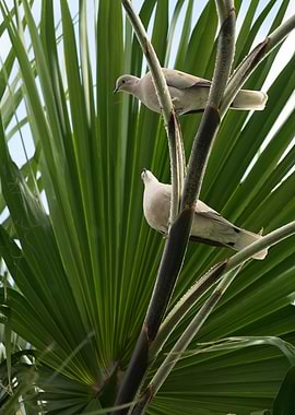 photography of doves