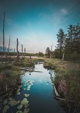 Moody Marsh Landscape
