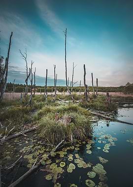 Moody Marsh Landscape