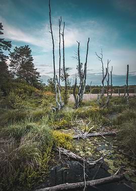 Moody Marsh Landscape